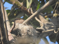 Pyrocephalus rubinus obscurus