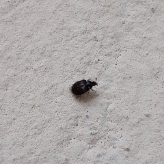 Anthrenus fuscus
