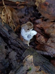 Hypomyces cervinus