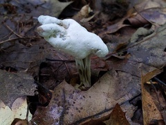 Hypomyces cervinus