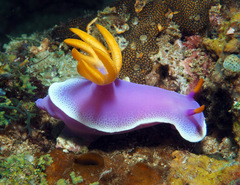 Hypselodoris apolegma