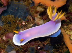 Hypselodoris apolegma