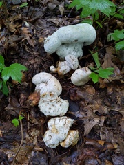 Hypomyces melanocarpus