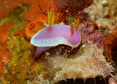 Hypselodoris apolegma