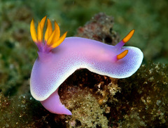 Hypselodoris apolegma