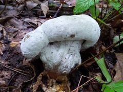 Hypomyces melanocarpus