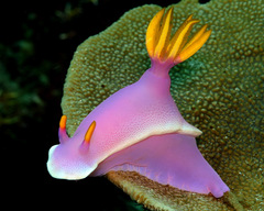Hypselodoris apolegma