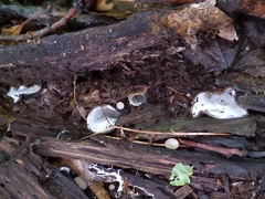 Hypomyces stephanomatis