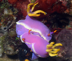 Hypselodoris apolegma