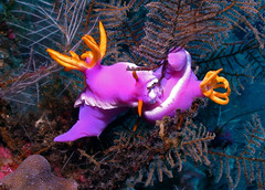 Hypselodoris apolegma
