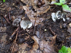 Hypomyces stephanomatis