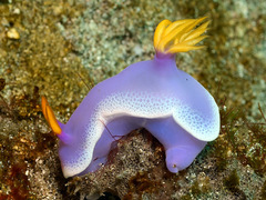 Hypselodoris apolegma