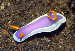 Hypselodoris apolegma