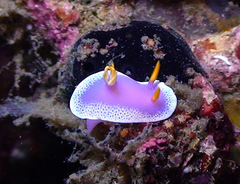 Hypselodoris apolegma