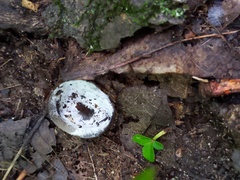 Hypomyces stephanomatis