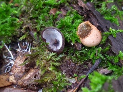 Hypomyces stephanomatis