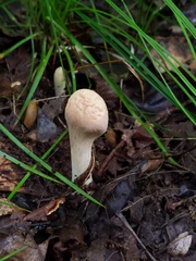 Clavariadelphus americanus