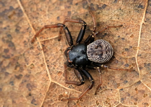 Coriarachne depressa