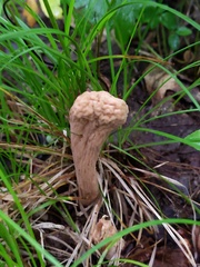 Clavariadelphus americanus