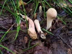 Clavariadelphus americanus