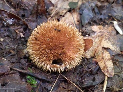 Lycoperdon americanum