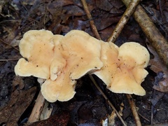 Hydnum subtilior