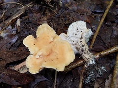 Hydnum subtilior