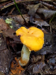Cantharellus phasmatis