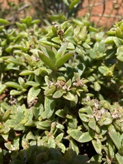 Delosperma uitenhagense
