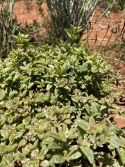 Delosperma uitenhagense