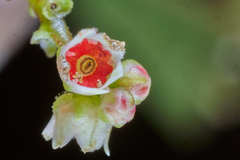 Rhus terebinthifolia