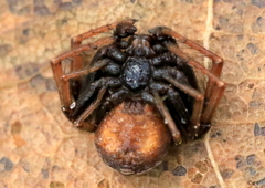 Coriarachne depressa