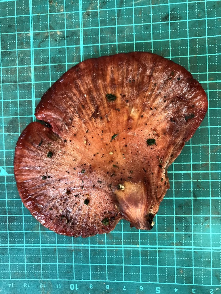Fistulina hepatica · June 2018 · photo: © atsushi_nakajima_cirque (iNaturalist, cc-by)