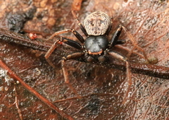 Coriarachne depressa