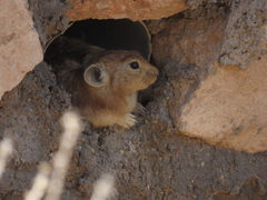 Ochotona rufescens