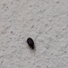 Anthrenus fuscus