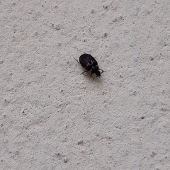Anthrenus fuscus