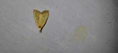 Meganola brunellus