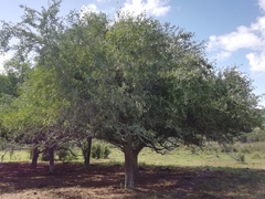 Acanthosyris spinescens