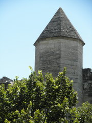 Magnoliopsida