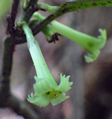 Alseuosmia banksii banksii