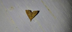 Diplopseustis