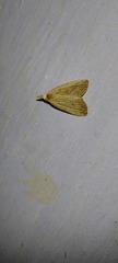 Meganola brunellus