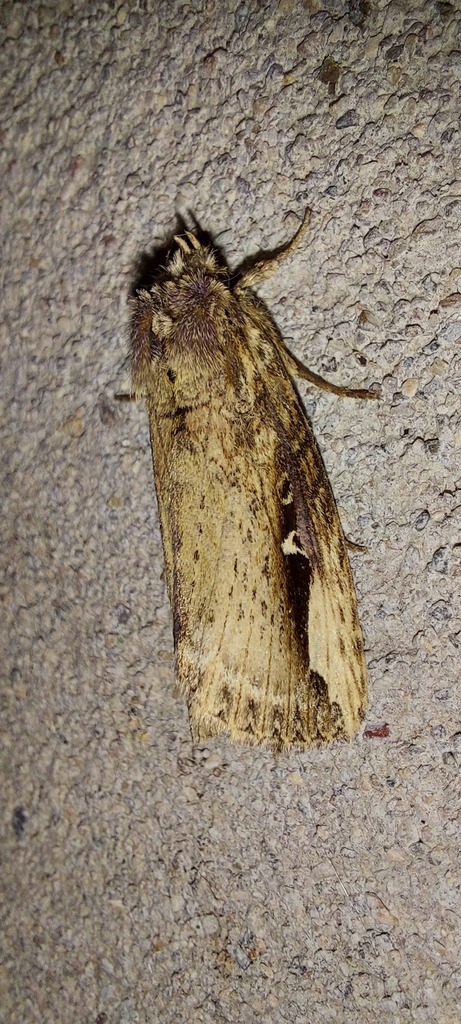 Prominent Moths from Digboi, Assam 786171, India on February 09, 2022 ...