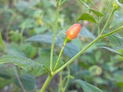 Capsicum chacoense