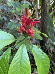 Pachystachys spicata