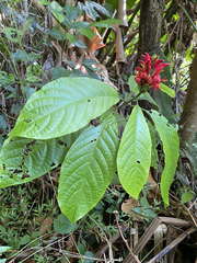 Pachystachys spicata