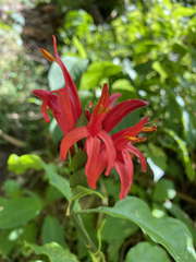 Pachystachys spicata