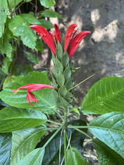 Pachystachys spicata