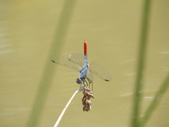 Planiplax erythropyga